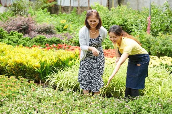 Trabajador dando un recorrido en el Centro de Jardinería —  Fotos de Stock