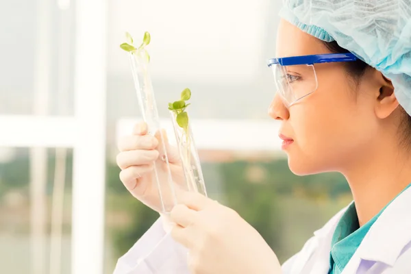Young laboratory assistant examining sprouts — Stock Photo, Image