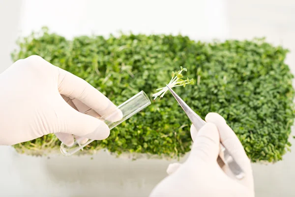 Hands putting plant into test tube — Stock Photo, Image