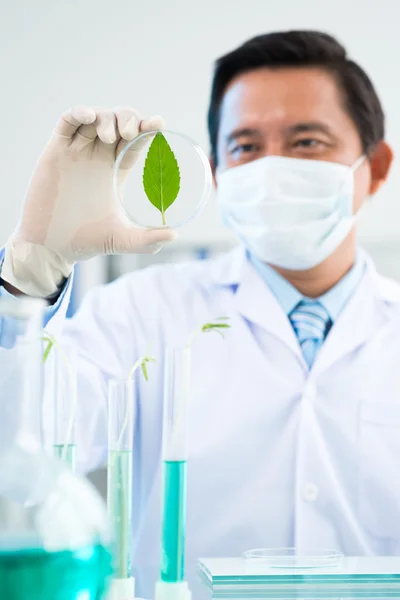 Botanicus studeren fotosynthese — Stockfoto