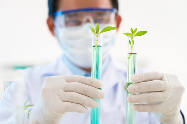 Chemist comparing  plants — Stock Photo, Image