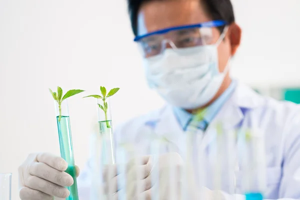 Químico observando plantas — Fotografia de Stock