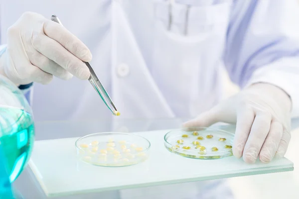 Botanist putting seeds — Stock Photo, Image