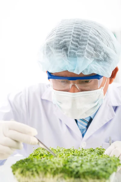Scientist examining sprout — Stock Photo, Image