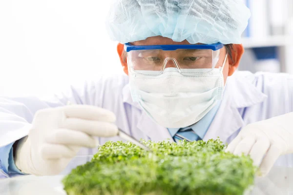 Scientist checking plant — Stock Photo, Image