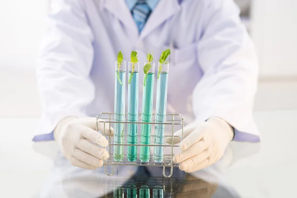 Plants on four test tubes — Stock Photo, Image