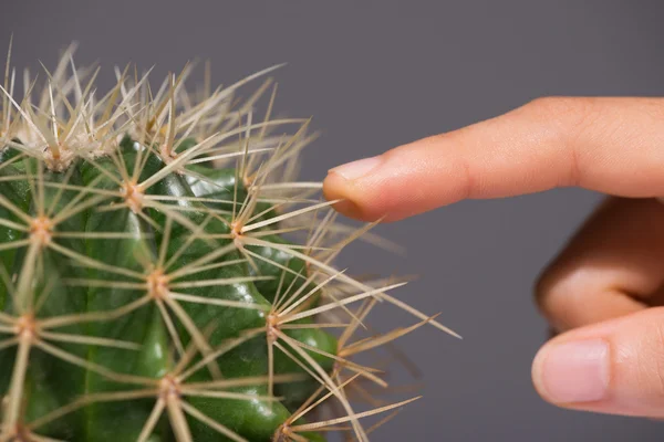 Vinger aanraken cactus — Stockfoto