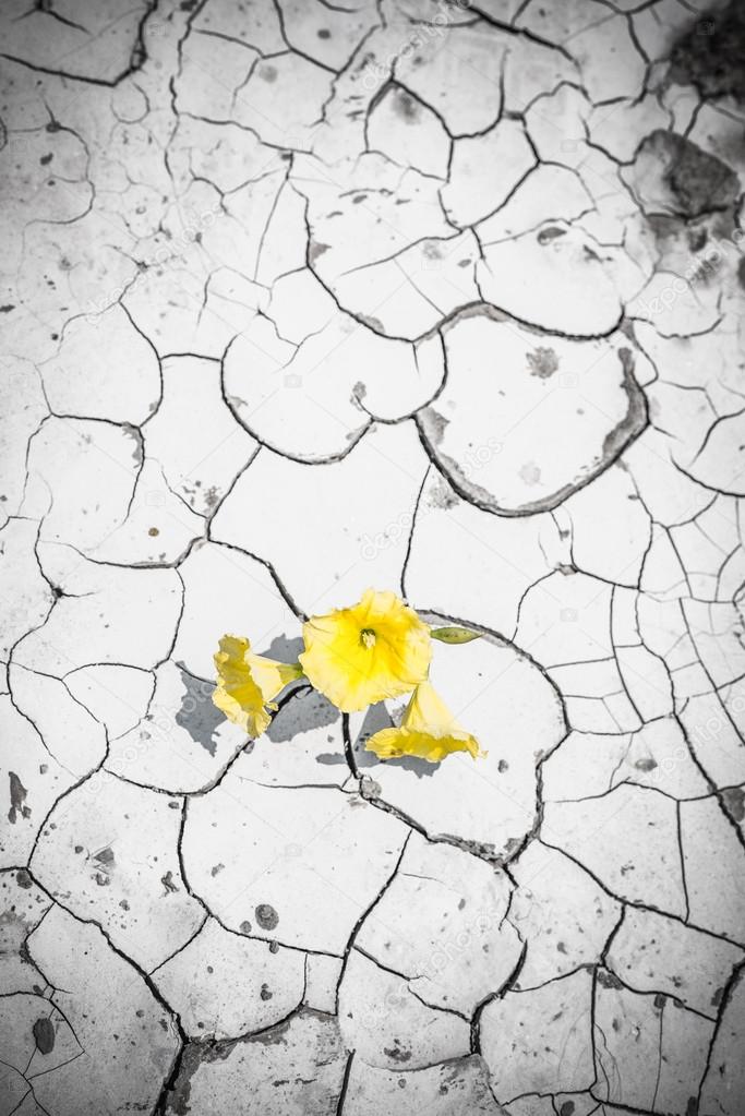 Blooming flowers in cracked dirt