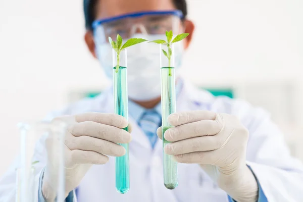 Close-up of experiments with plants — Stock Photo, Image