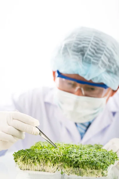 Scientist examining green plant — Stock Photo, Image