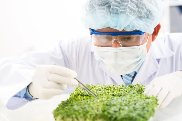 Scrutinizing look of a scientist at seedling — Stock Photo, Image