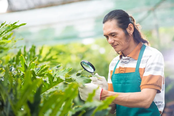 Broeikasgassen werknemer onderzoeken bladeren van plant — Stockfoto