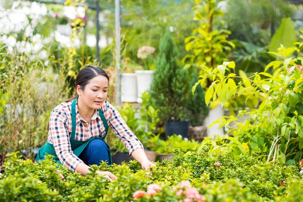 Mujer joven comprobando plantas — Foto de Stock