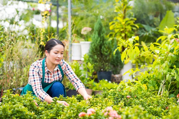 Jovem mulher verificando plantas — Fotografia de Stock