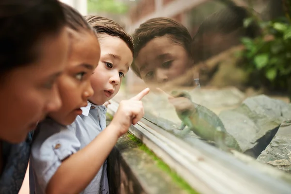 Kinder betrachten Eidechse — Stockfoto