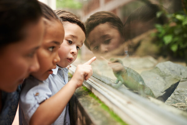 children Looking at lizard