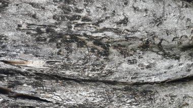 Cracked bark. Wood texture background with natural pattern. Tree bark texture,abstract background and texture