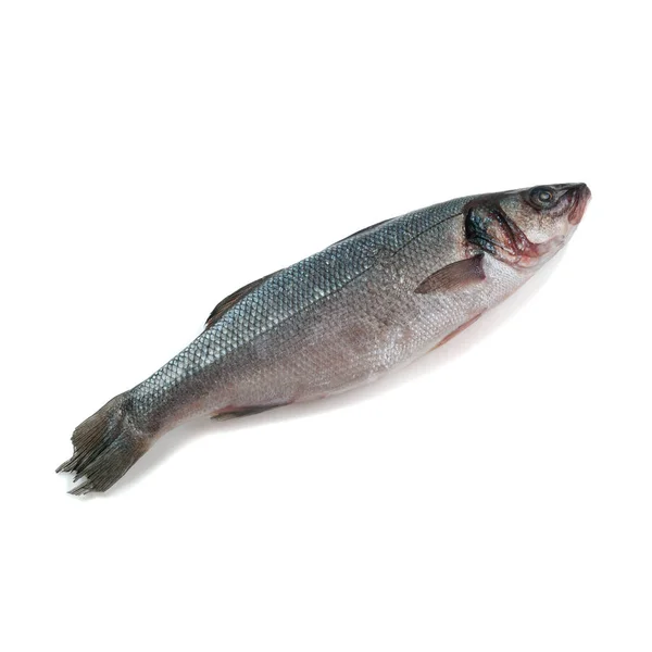 Frozen Sea Bass White Background Isolated View — Stock Photo, Image