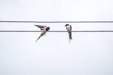 İki kırlangıç bir kabloda oturuyor.