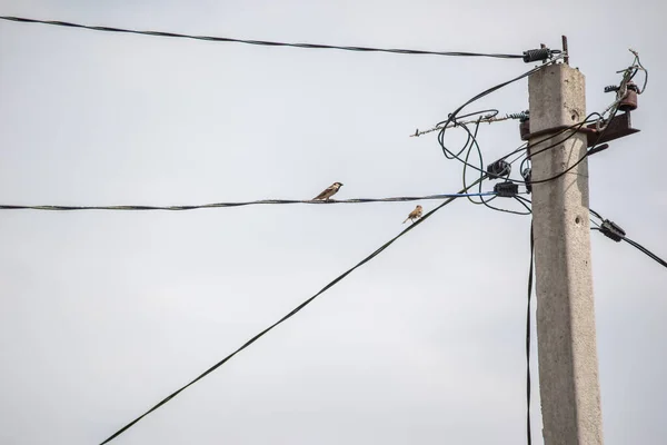 Dois Pardais Estão Sentados Pólo Fios Alta Tensão — Fotografia de Stock