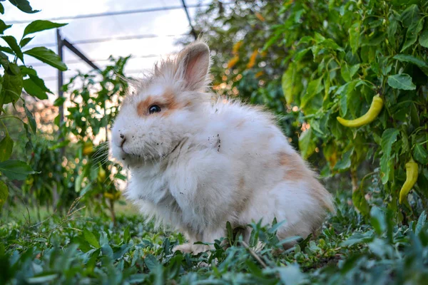 White Brown Rabbit Green Plants — Stock Photo, Image