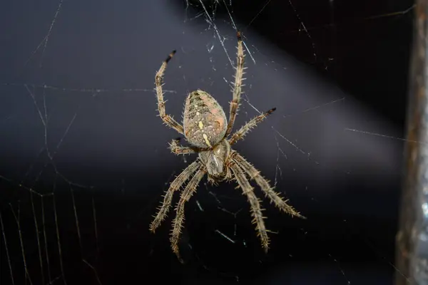 Aranha Grande Com Patas Fundo Preto — Fotografia de Stock