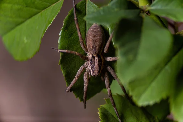 Aranha Venenosa Predatória Marrom Grande — Fotografia de Stock