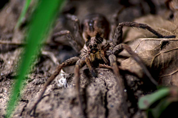 Aranha Venenosa Predatória Marrom Grande — Fotografia de Stock