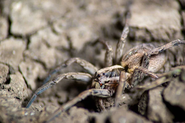 大規模な茶色の捕食毒クモ — ストック写真