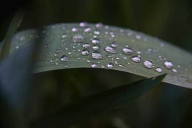 Yeşil yaprakta bir damla grubu