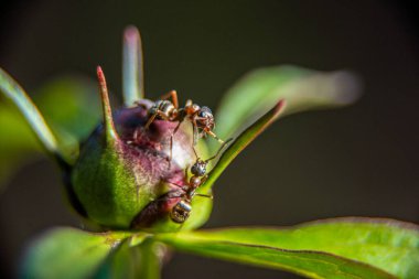 Çiçek tomurcuğundaki kırmızı karıncalar