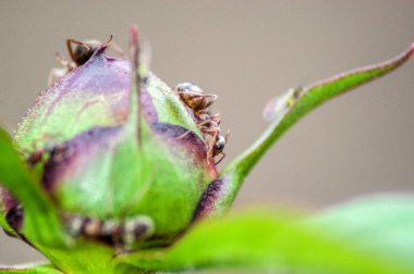 Bir çiçek tomurcuğundaki bir grup kahverengi karınca.