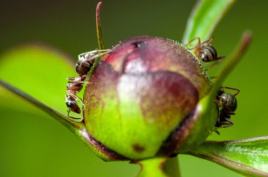 Bir çiçek tomurcuğundaki bir grup kahverengi karınca.