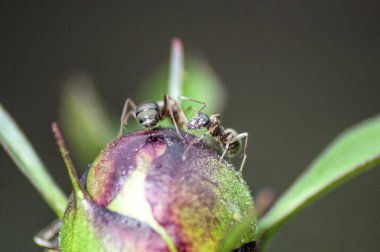 Bir çiçek tomurcuğundaki bir grup kahverengi karınca.