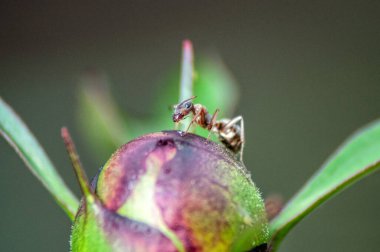 Bir çiçek tomurcuğundaki bir grup kahverengi karınca.