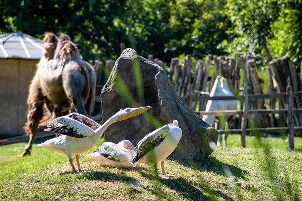 Grupo Pelícanos Blancos Que Estiran Sus Alas — Foto de Stock