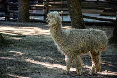 Büyük beyaz kıvırcık lama kameraya bakıyor.