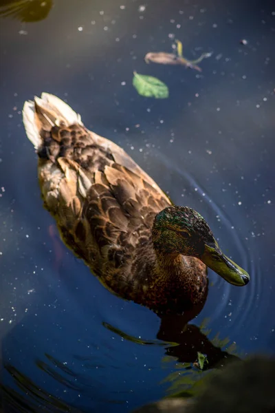 Gran Pato Salvaje Con Cabeza Verde — Foto de Stock
