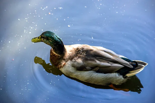 Gran Pato Salvaje Con Cabeza Verde — Foto de Stock