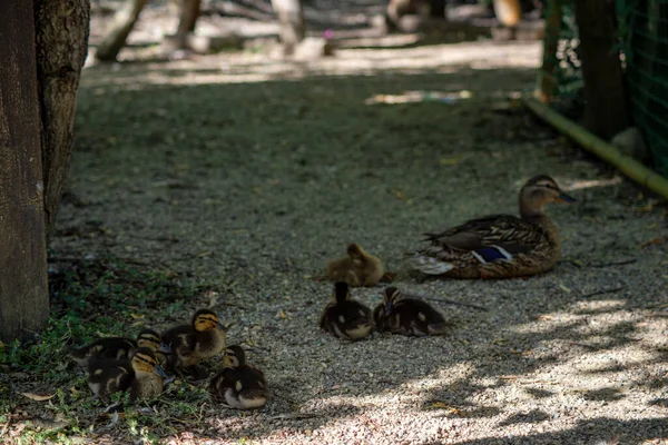 Grupo Patitos Marrones — Foto de Stock