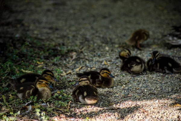 Grupo Pequenos Patinhos Castanhos — Fotografia de Stock