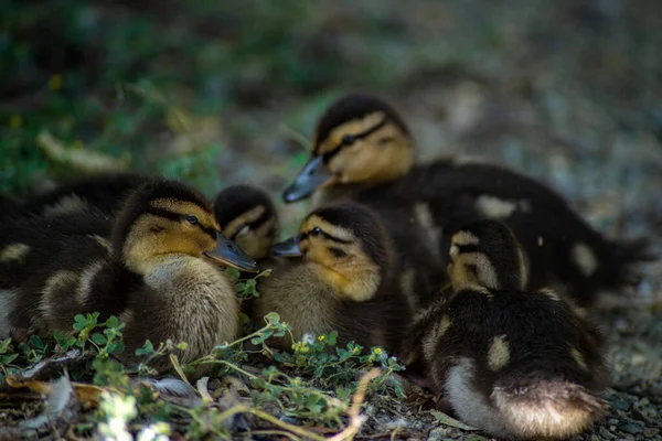 Grupo Patitos Marrones — Foto de Stock