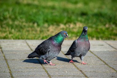 Güneşli bir günde sokak güvercinleri