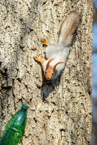 Grå Ekorre Med Ett Orange Huvud Ett Träd — Stockfoto