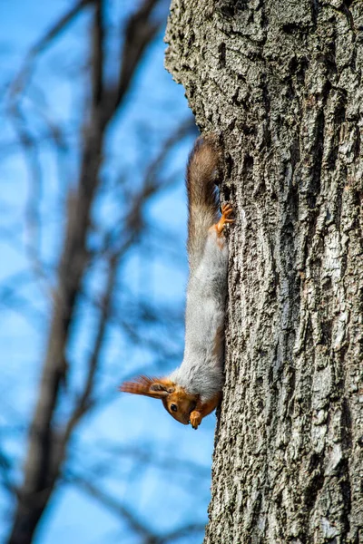 Grå Ekorre Med Ett Orange Huvud Ett Träd — Stockfoto