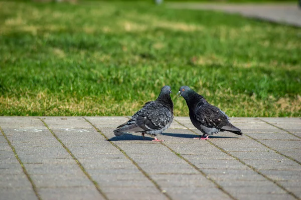 Street Pigeons Sunny Day — Stock Photo, Image