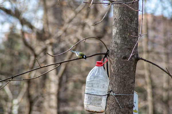 Żółto Czarny Titmouse Gałęziach Drzew — Zdjęcie stockowe