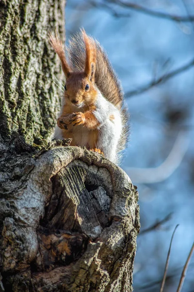 Grå Ekorre Med Ett Orange Huvud Ett Träd — Stockfoto