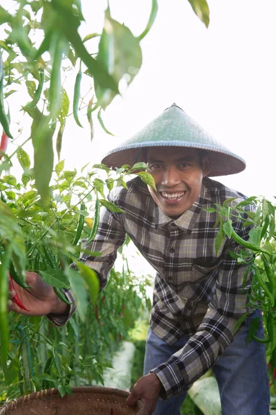 Agricultor de pimentão — Fotografia de Stock