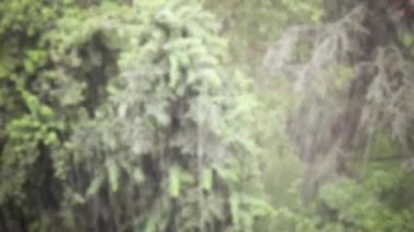 Ağaçlar üzerinde yağmur fırtına